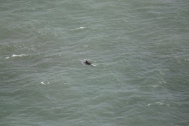 Missing Picture